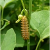 zeryn polyxena larva zap